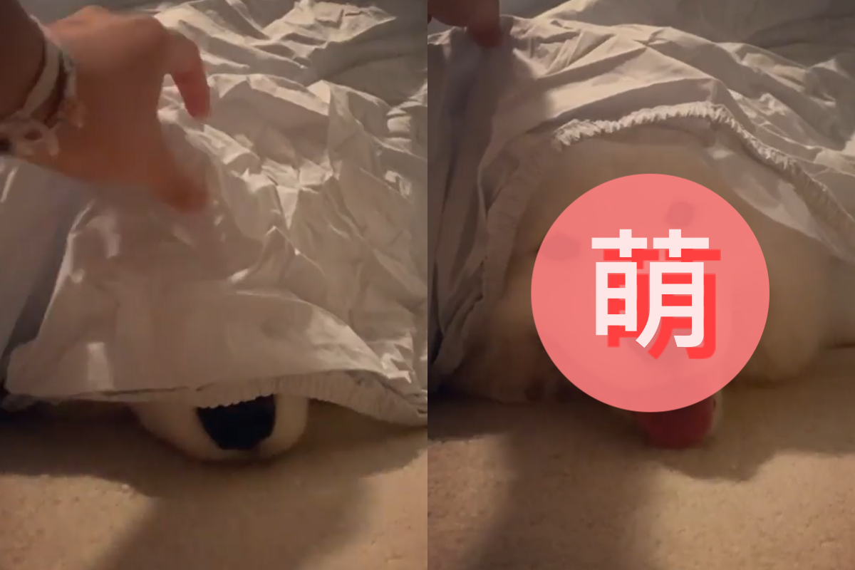 主人突然掀開毯子，熟睡的薩摩耶秒露燦爛微笑說哈囉～ 圖／Instagram＠po.lar_bear218