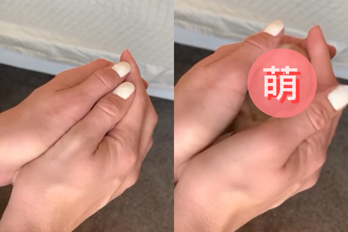 「毛茸茸生物」從手掌中慢慢綻放！ 圖／Facebook＠Precious Pomskies