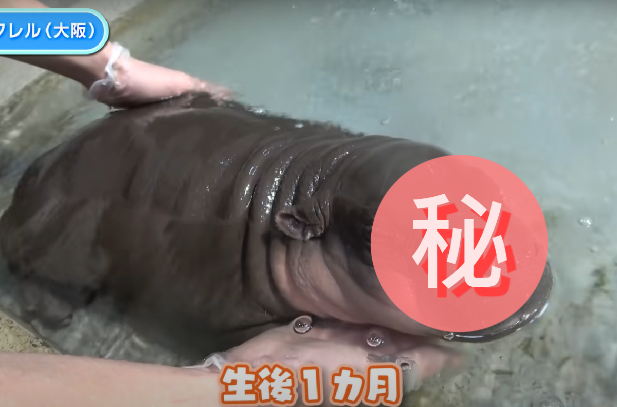 剛出生小河馬超乖巧，享受人類撫摸一臉舒爽！ 圖／Youtube＠ダーウィンが来た! みんなのどうぶつえんすいぞくかん