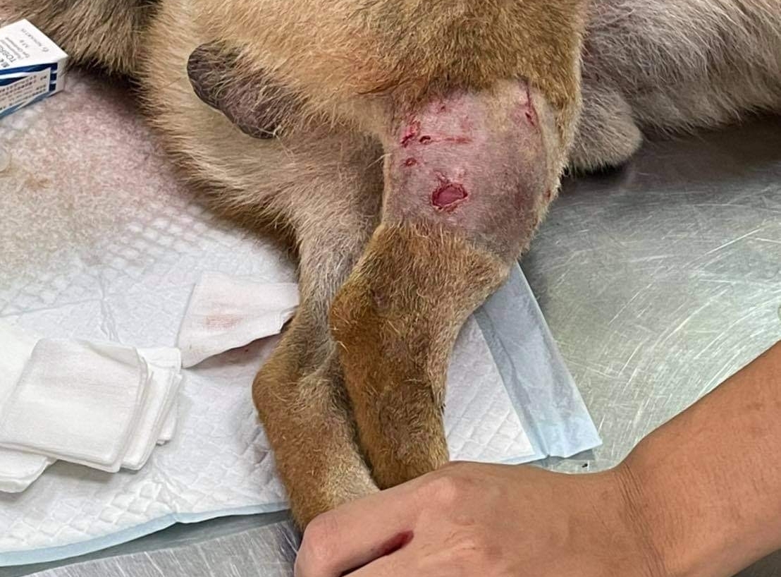 嘉義縣發生狗咬狗，造成雙方飼主都挨罰。 圖：嘉義縣政府提供