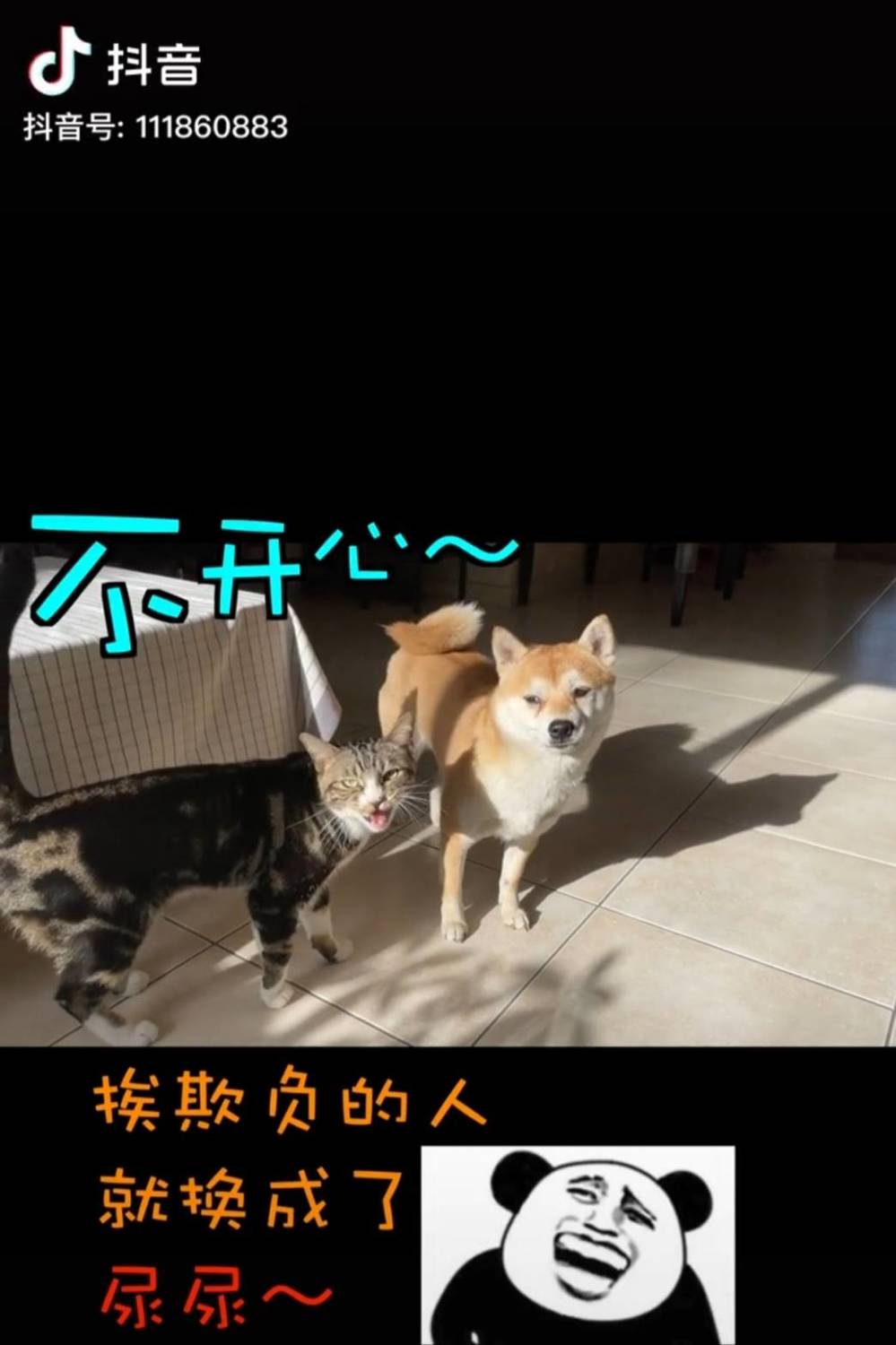 尿尿與小奔。 圖：翻攝抖音／尿尿是隻貓