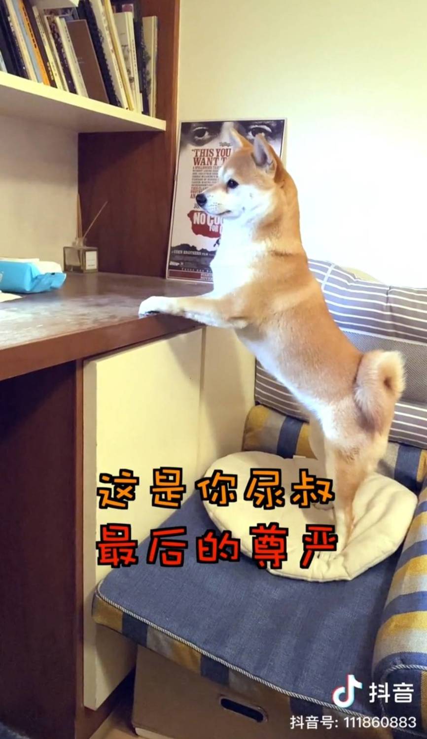 尿尿被小奔欺負。 圖：翻攝抖音／尿尿是隻貓