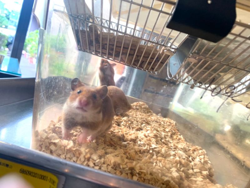 中研院以敘利亞倉鼠進行動物測試，發現能有效減少90%的病毒數量。 圖／記者朱永強攝,2021,01,27