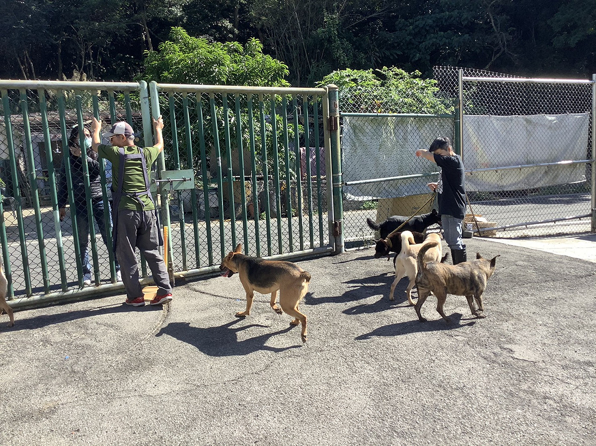 在安全防護的運動場進行互動與牽繩訓練。 圖：新北市動保處提供