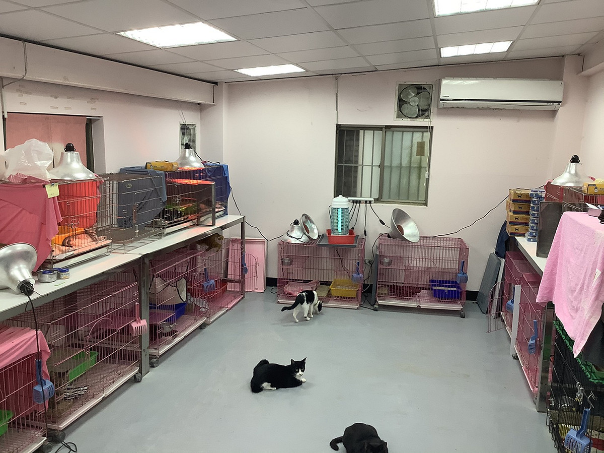 貓貓團體親近與互動訓練貓咪屋。 圖：新北市動保處提供