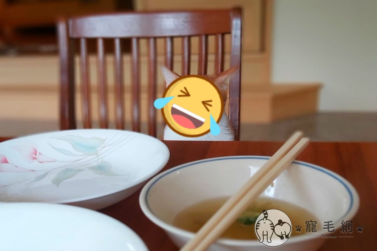 網友家的橘白貓一臉不悅地看著餐桌。 網友家的橘白貓一臉不悅地看著餐桌