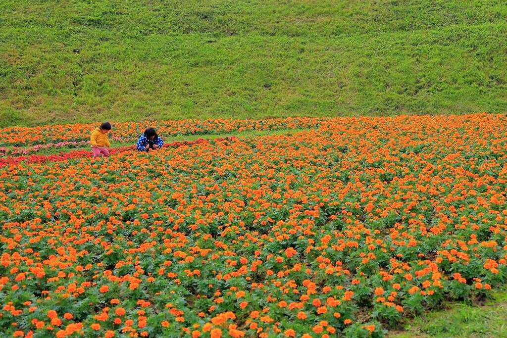 內湖大溝溪花海，4萬盆繽紛花朵滿開。 圖：取自台北旅遊網