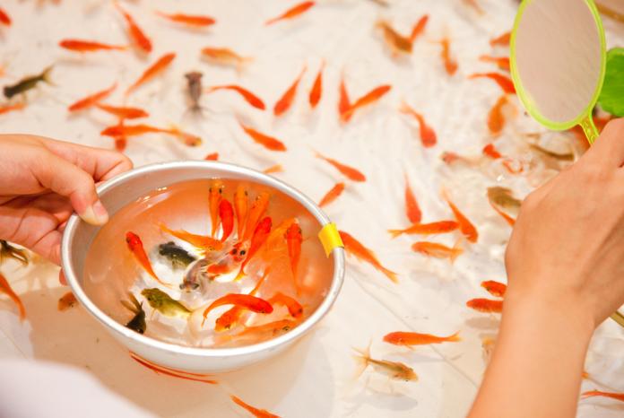 夜市常常都能看到撈金魚的攤販。 圖：取自shutterstock
