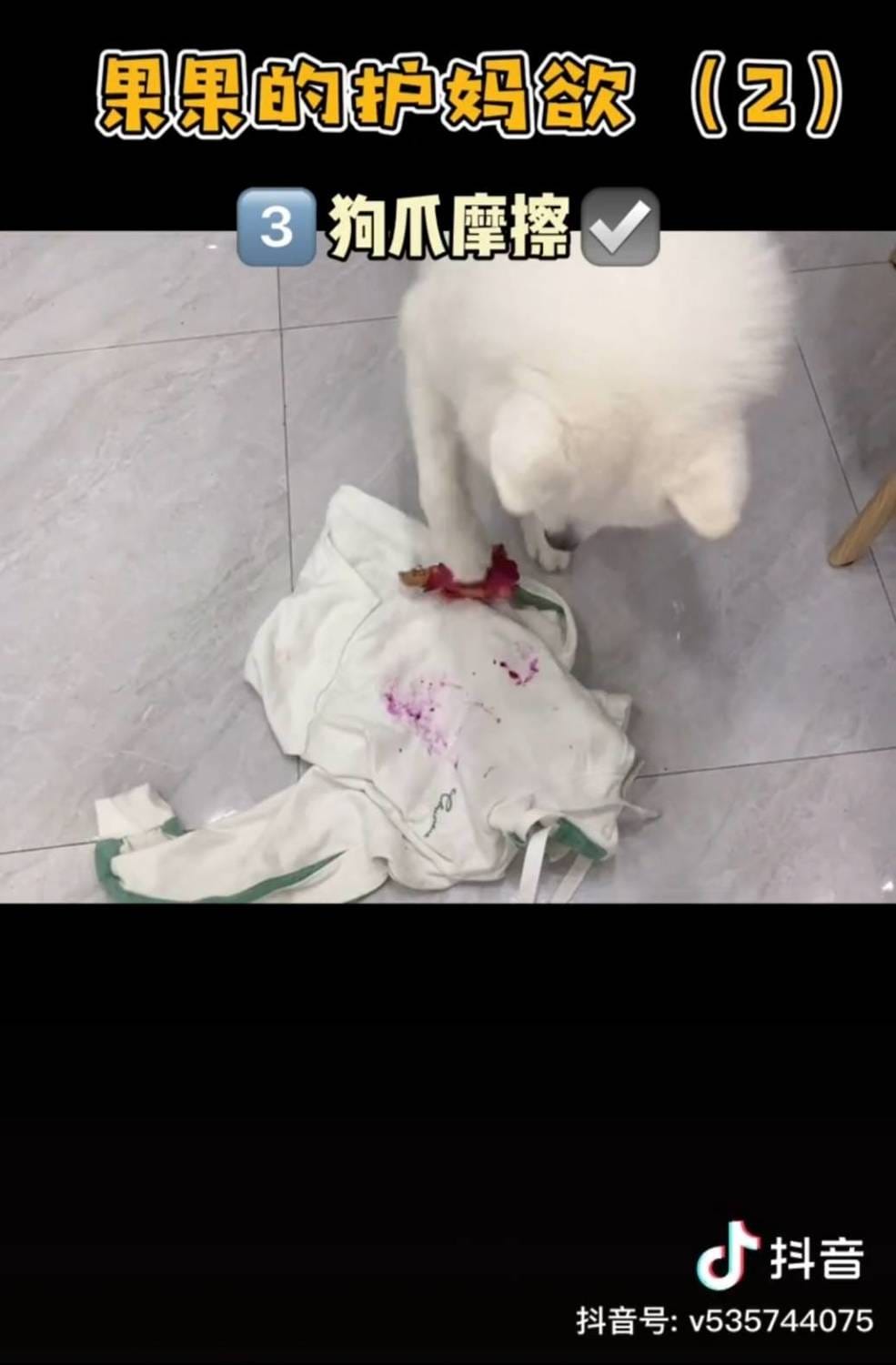 果果鴨將火龍果抹在衣服上。 圖：翻攝抖音／果果鴨