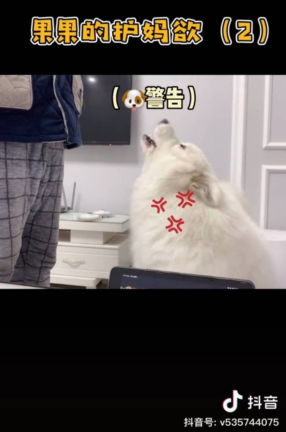 果果鴨對主人男友叫。 圖：翻攝抖音／果果鴨