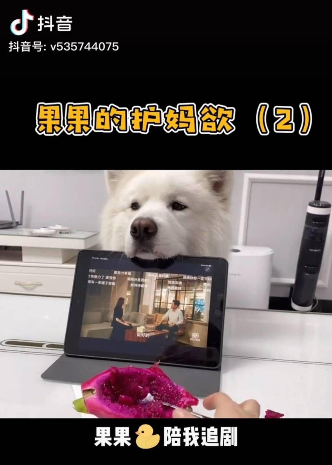 網紅狗果果鴨。 圖：翻攝抖音／果果鴨