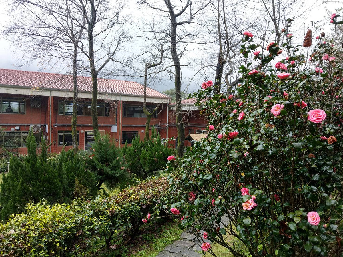 貓空上綻放的茶花。 圖：台北市產發局／提供