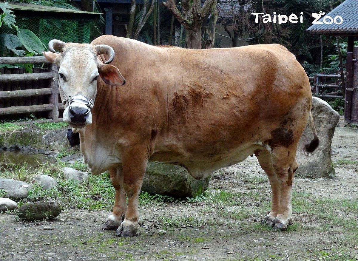 人類的生活幾乎處處可以看到牛的各種製品。 圖：取自台北市立動物園