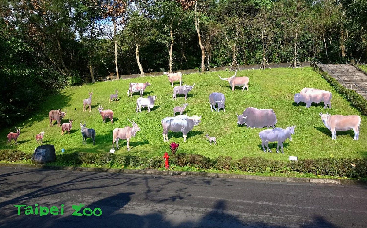 「牛牛大觀園」位於台北動物園熱帶雨林區正對面的草坡處。 圖：取自台北市立動物園