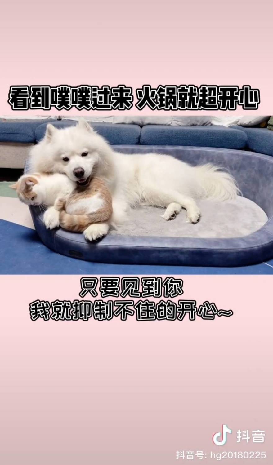 網紅貓狗火鍋與噗噗。 圖：翻攝抖音/火鍋與噗噗