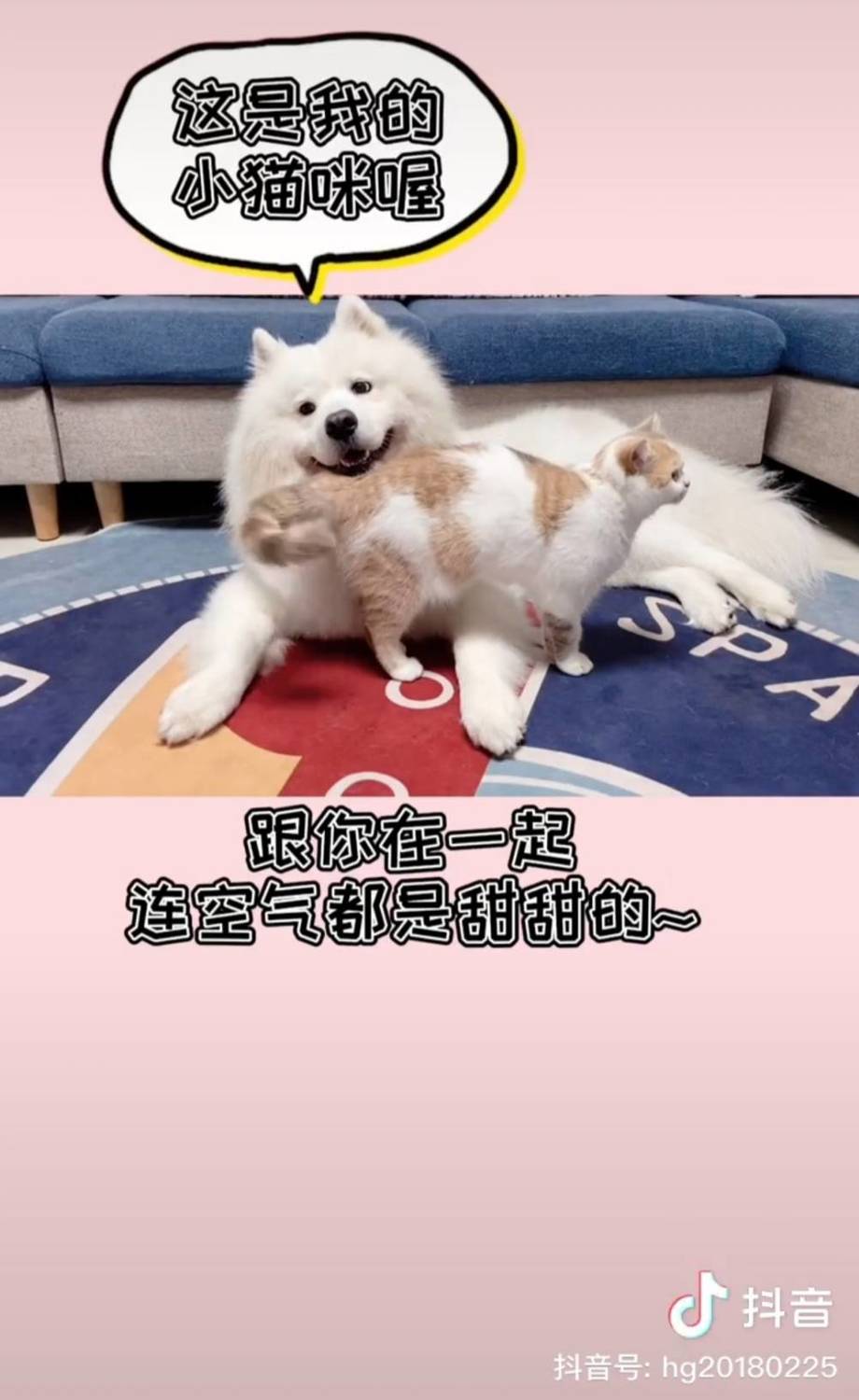 火鍋與噗噗甜蜜。 圖：翻攝抖音/火鍋與噗噗