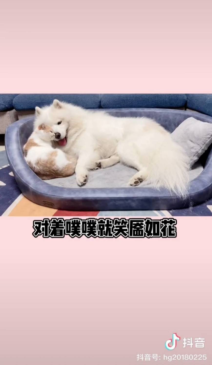貓狗超甜蜜。 圖：翻攝抖音/火鍋與噗噗