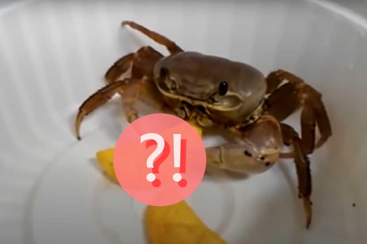 主人丟一片餅乾，沒想到螃蟹很喜歡！ 圖／Youtube＠Heavy Crab