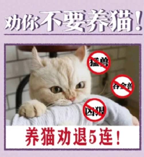 不要養貓五大主因。 圖：翻攝小紅書／李多貓
