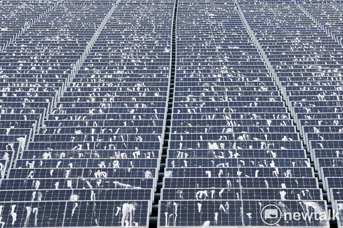 嘉義新塭滯洪池的浮台型光電系統2020年9月併網發電，但是光電板上滿佈著大白鷺、小白鷺等鷺鷥科鳥類留下大量的白色糞便，蔚為奇觀也非常驚人！ 圖：張良一/攝