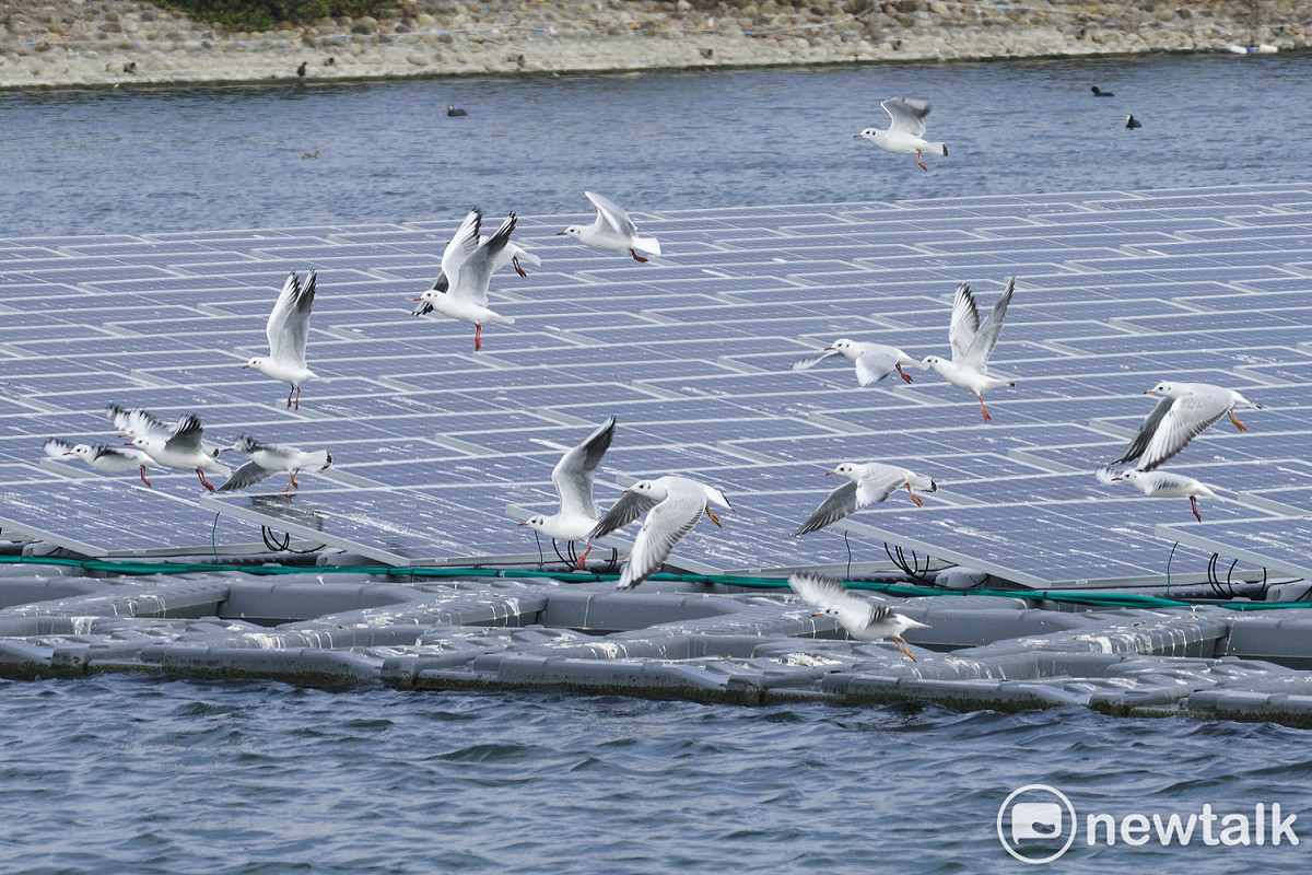 一大群紅嘴鷗飛越布袋新塭滯洪池的光電板。 圖：張良一/攝