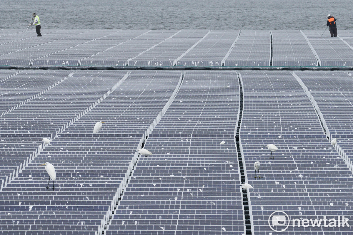 一群鷺鷥在新塭滯洪池的光電板上休憩，而光電業者則派員刷洗覆蓋在光電板上的白色鳥糞。 圖：張良一/攝