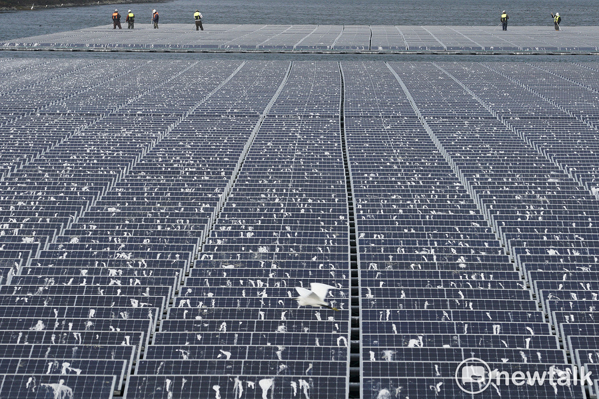 一隻小白鷺飛過覆蓋著滿滿白色鳥糞的光電板，而光電業者則派員刷洗覆蓋在光電板上的白色鳥糞。 圖：張良一/攝