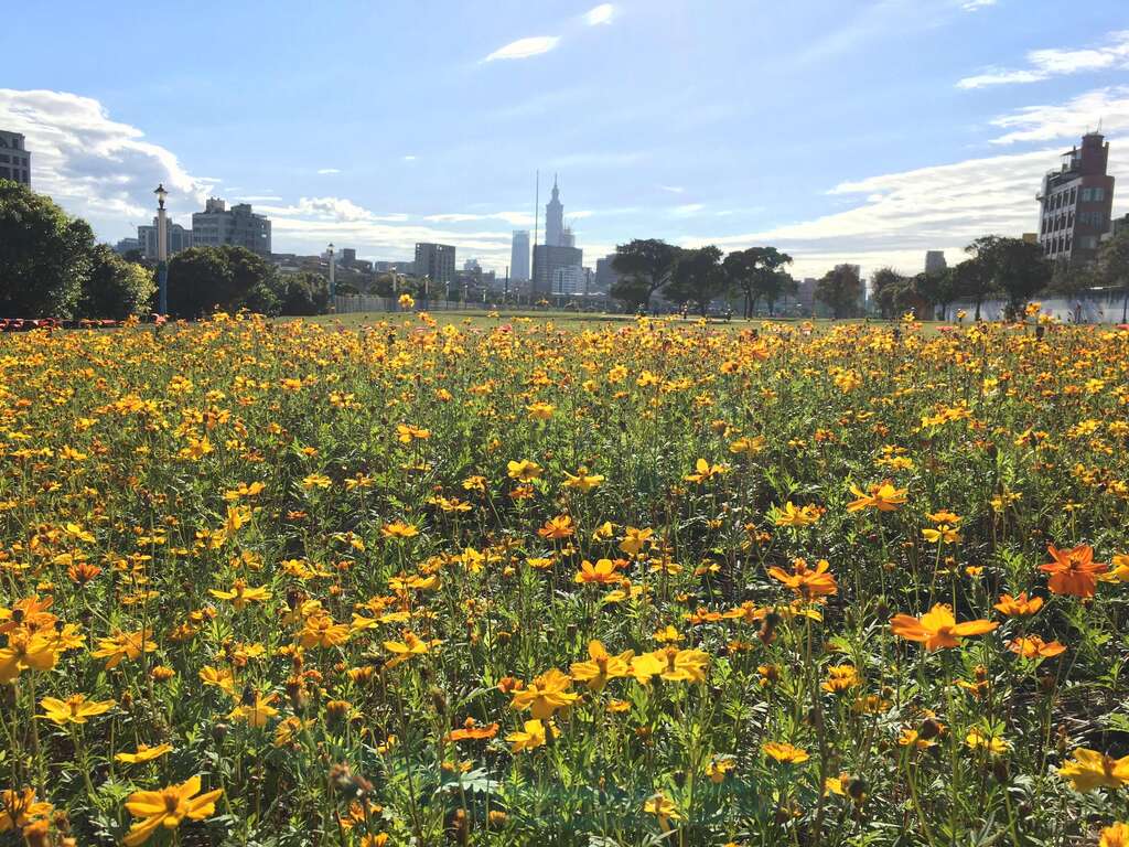 成美右岸河濱公園黃波斯花海綻放 現在正是賞花期。 圖：取自台北旅遊網