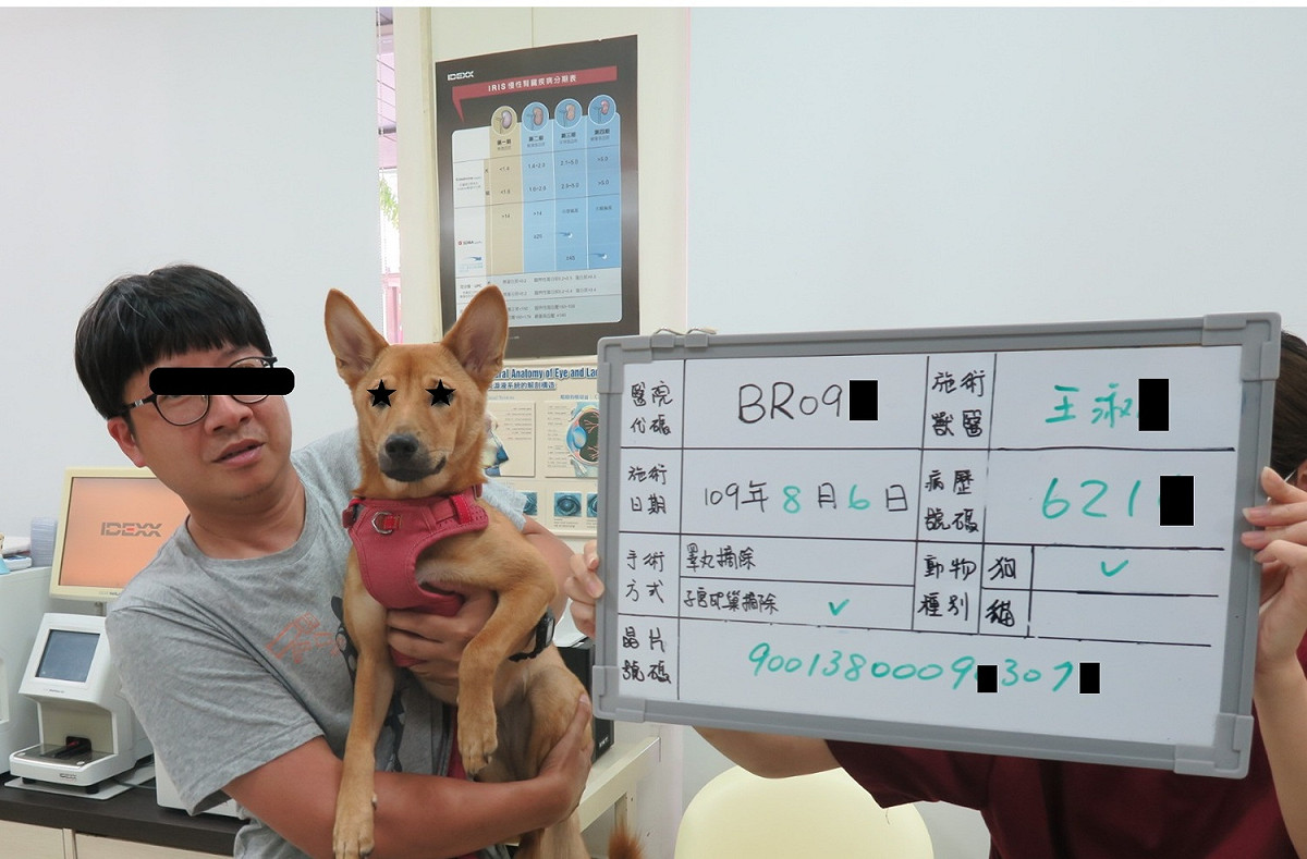 新北市動保處鼓勵設籍在新北市民眾為犬貓絕育，由市府提供補助，去年共補助3735隻。 圖：新北市動保處提供