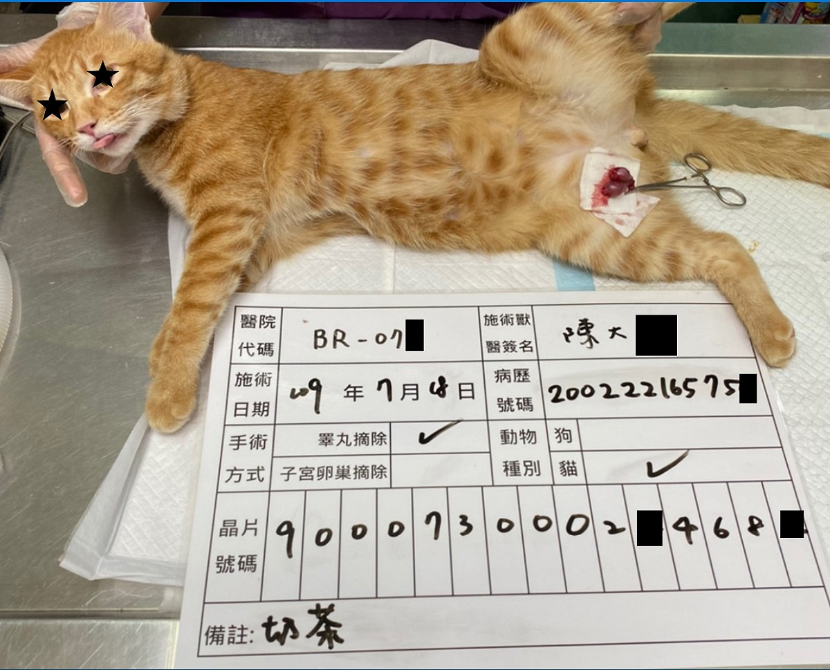 新北市動保處宣布今年自即日起，民眾仍可到市府簽約動物醫院辦理絕育手術，並持寵物認證卡申請。 圖：新北市動保處提供
