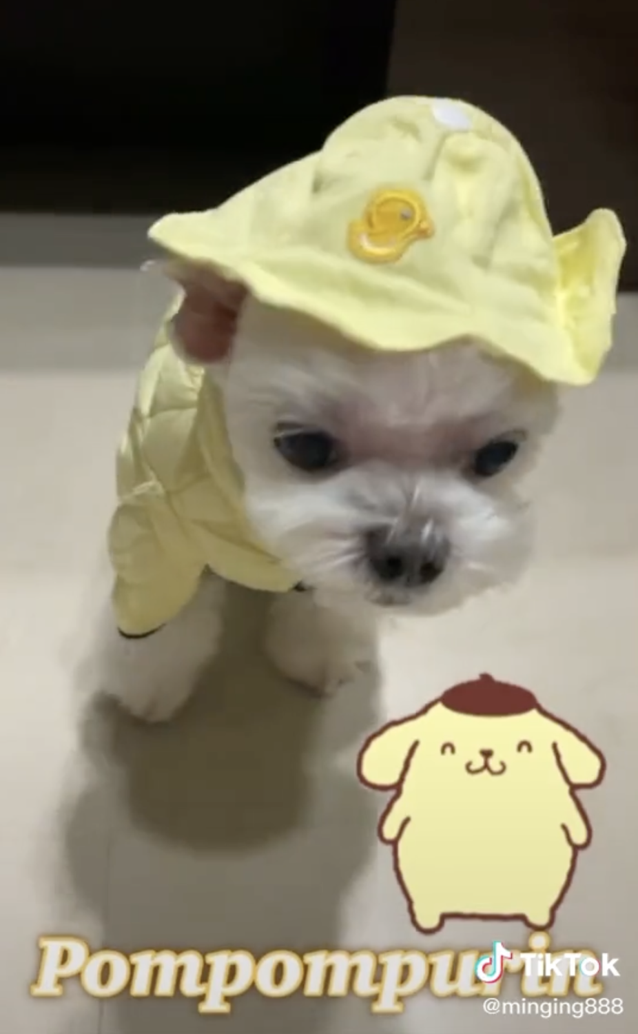帕恰狗扮布丁狗。 圖：翻攝Tok Tok／黃吉吉的無聊日子