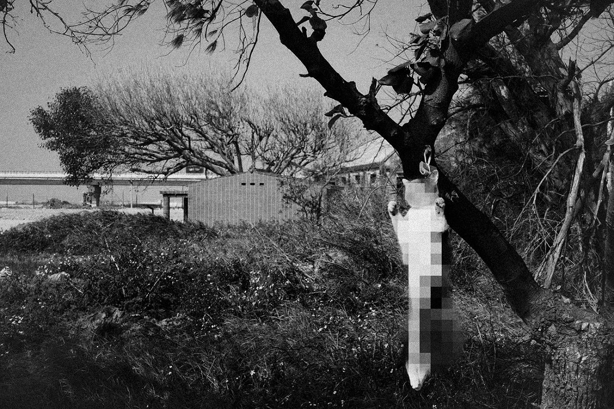 在彰化縣大城鄉的台17線濱海公路上，一隻疑似被路殺，臟器外露的貓直接吊在公路邊的樹上，貓的頭上還綁著一捆紙錢，猛一看見，還是會被嚇出一身冷汗魂飛魄散，非常驚聳！非常怵目驚心！ 圖：張良一/攝
