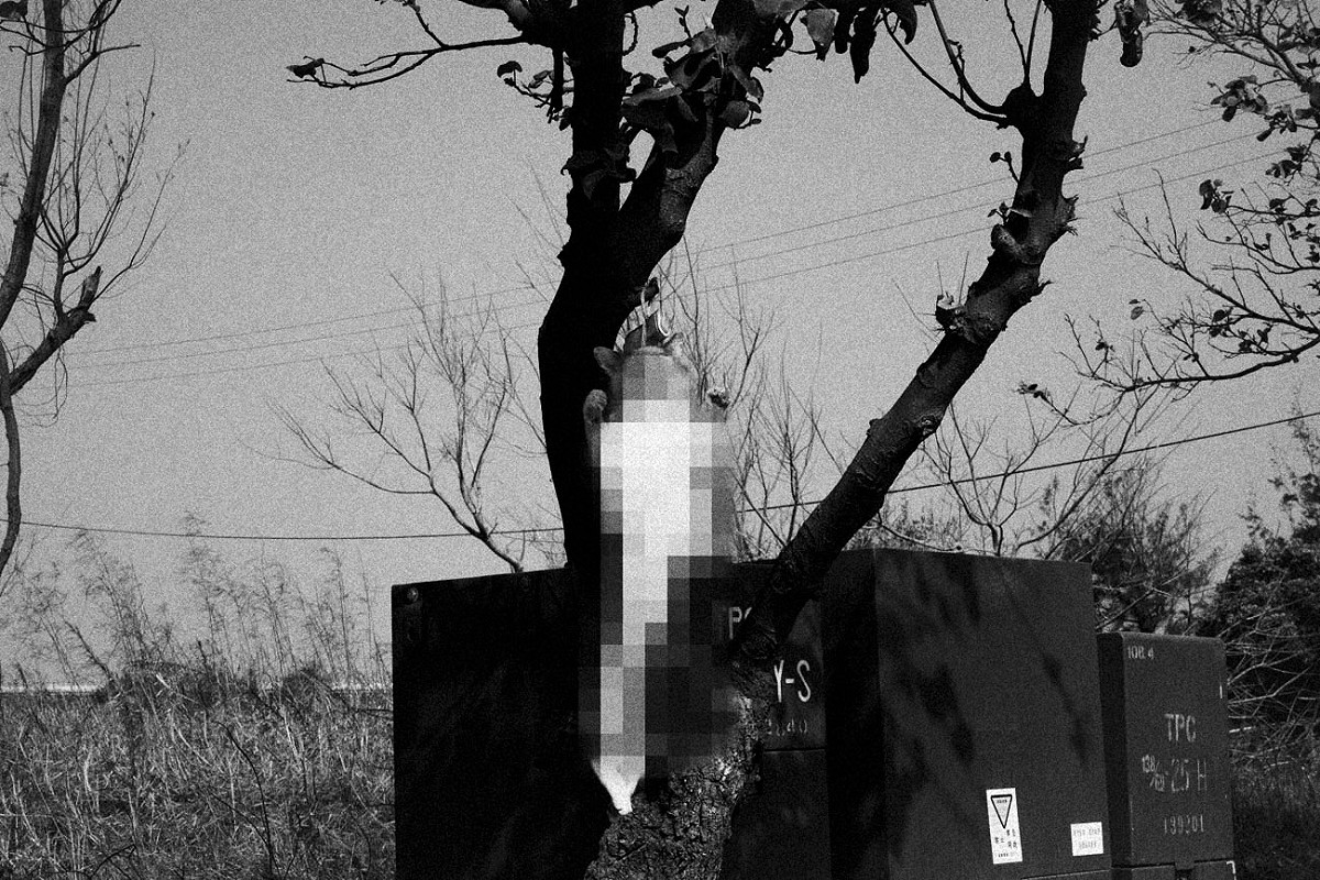 『死貓吊樹頭』以現代衛生觀點來看舊時農業社會處理死去貓狗的習俗，簡直難以想像！不僅有礙觀瞻，而且臭氣沖天滋生蚊蠅，嚴重危害居家環境和人體健康。 圖：張良一/攝