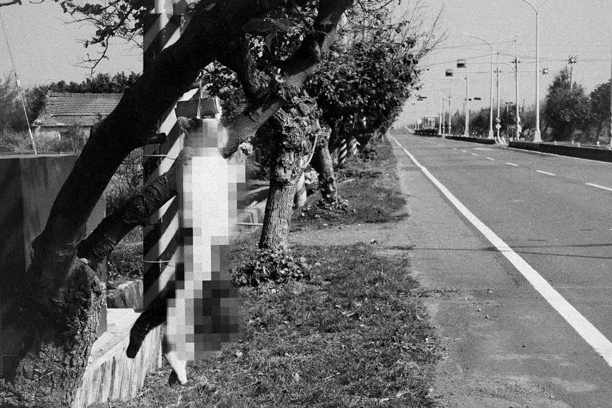 『死貓吊樹頭 死狗放水流』在彰化、雲林的沿海鄉鎮至今仍有這樣的習俗，只是，人們會將死掉的貓裝在塑膠袋掛在人跡罕至的樹林中，不過，在彰化縣大城鄉的台17線濱海公路上，一隻疑似被路殺，臟器外露的貓直接被吊在公路邊的樹上的作法實屬罕見。 圖：張良一/攝
