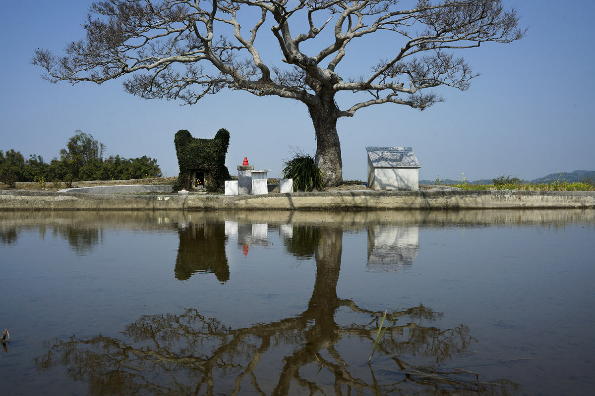 苗栗縣銅鑼鄉的田心伯公位在田中央，據傳興建於1820年。至今已有兩百年歷史，由於爬藤植物辟荔爬滿了整座土地公廟，造型像極了宮崎駿卡通人物龍貓，近年變成一處熱門的打卡景點。也讓人一親台灣的田園之美。 圖：張良一/攝