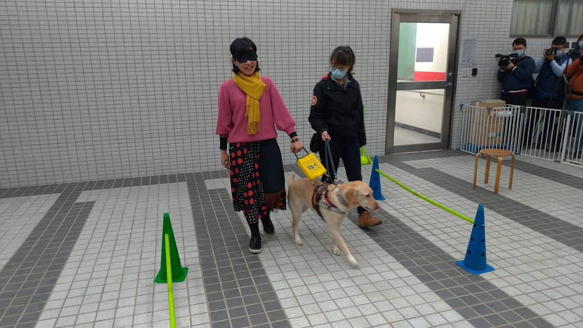 蘇巧慧體驗視障者讓導盲犬牽引。 圖：陳佩君/攝