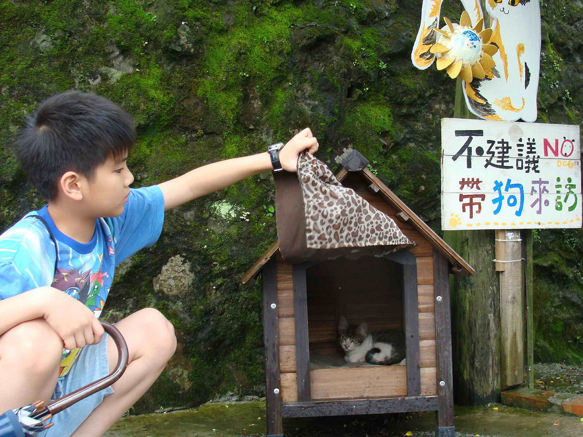 猴硐貓村有很多貓咪。 圖：新北市政府提供