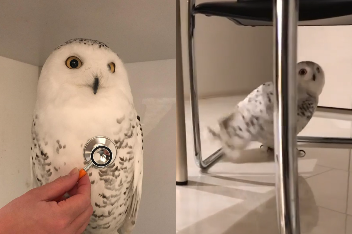 是不是可愛到需要聽一下自己的心跳音了呢？ 圖：取自Instagram＠yumiko_296.owl