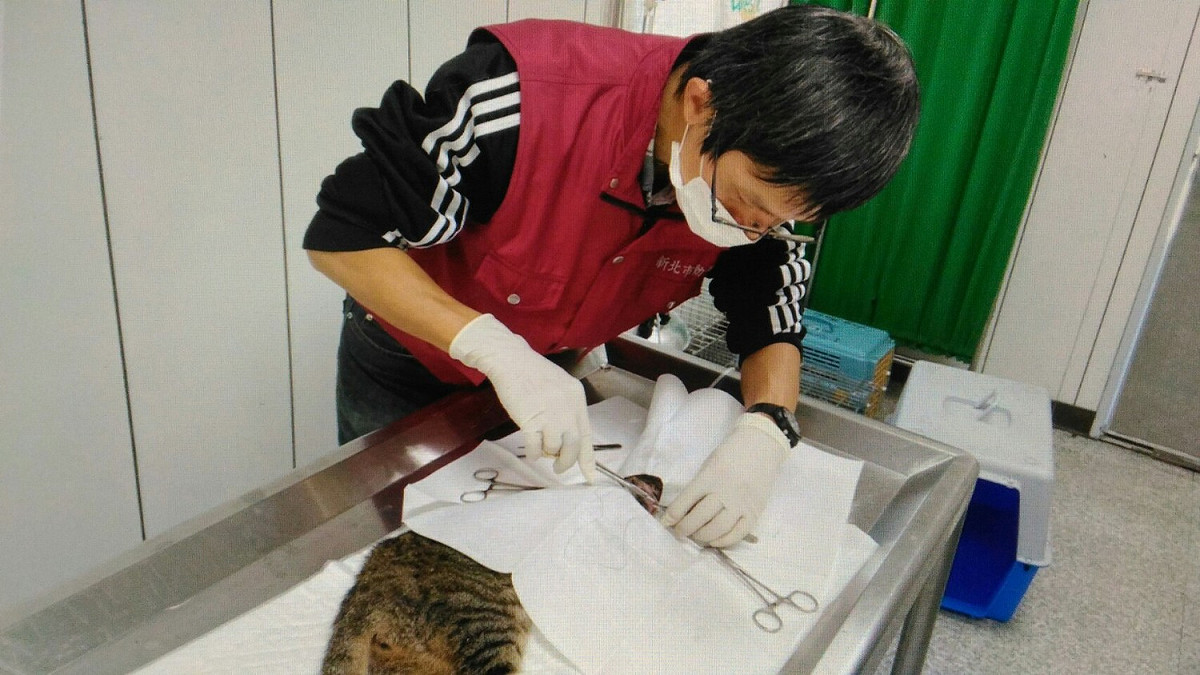 駐區獸醫王嚴緒清創處理縫合中。 圖：新北市動保處提供