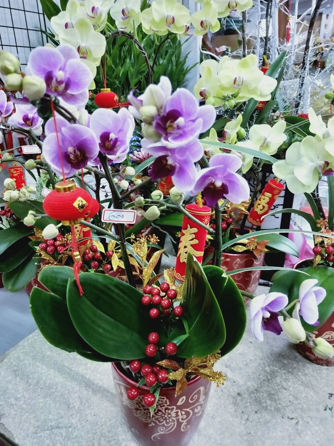蘭花擺盆帶來富貴喜氣。 圖：新北市農業局提供