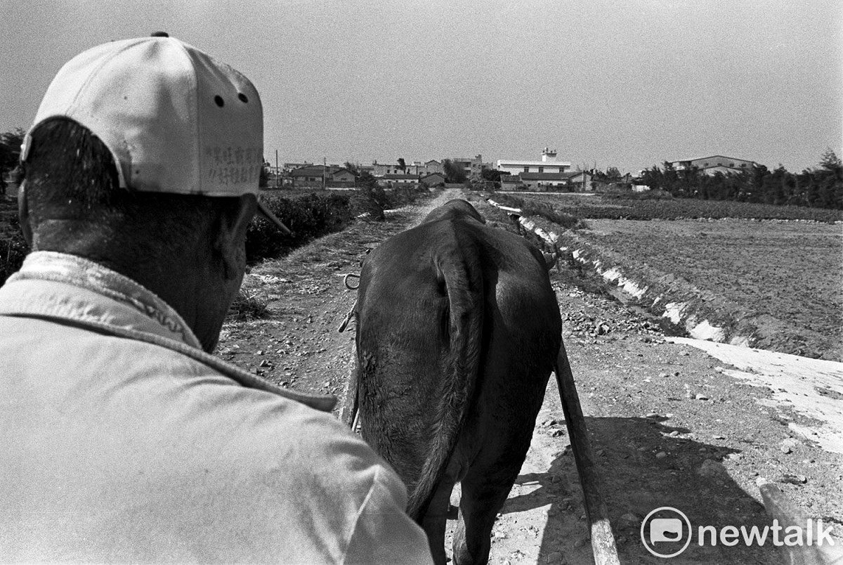 彰化縣溪湖鎮一位老農在田裡辛苦工作一個上午，駕著牛車回家吃午餐。1995年攝自彰化縣溪湖鎮 圖：張良一/攝