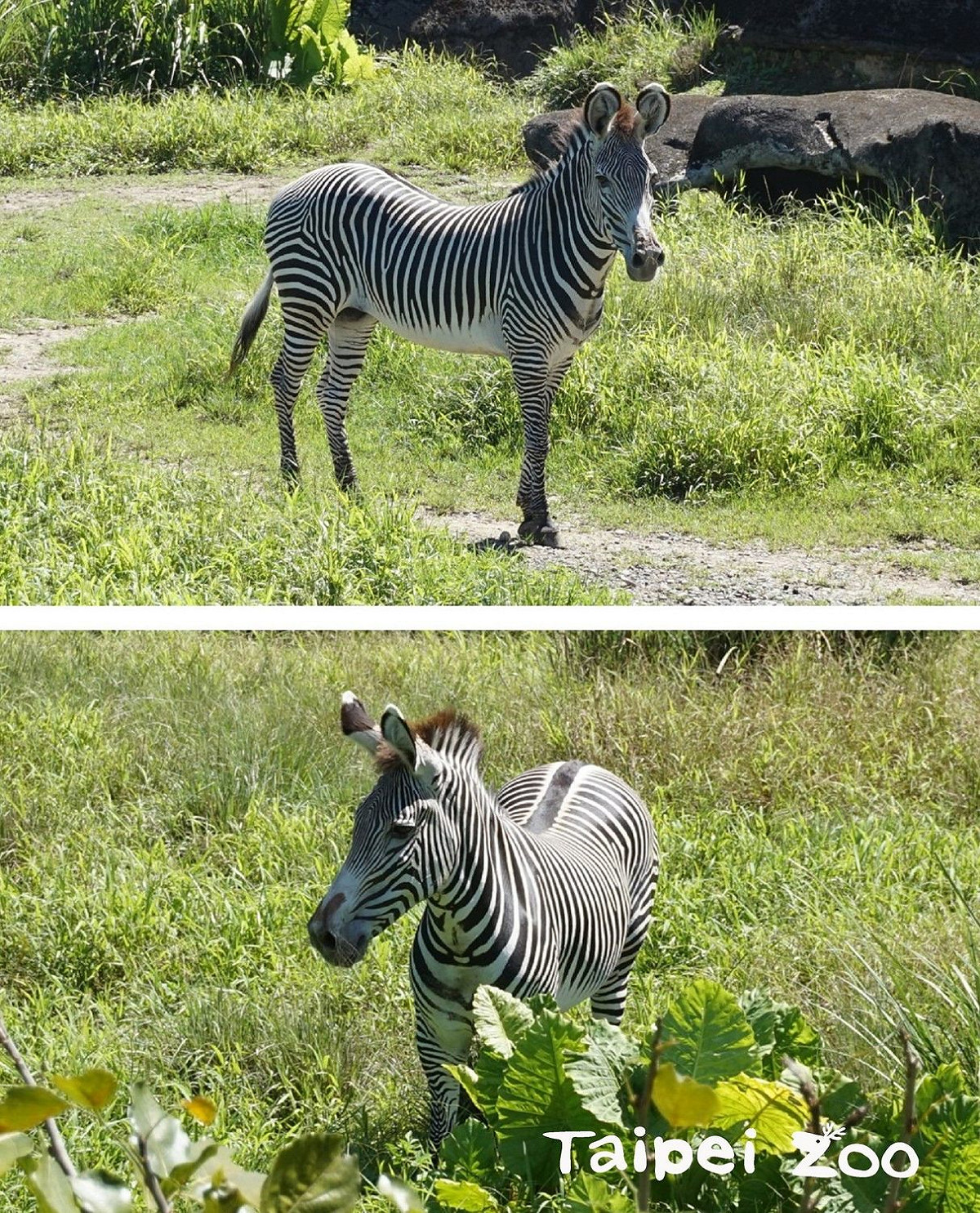台北市立動物園表示，預計與京都動物園研商從京都市動物園引進瀕危等級的「格列威斑馬」。 圖：台北市立動物園