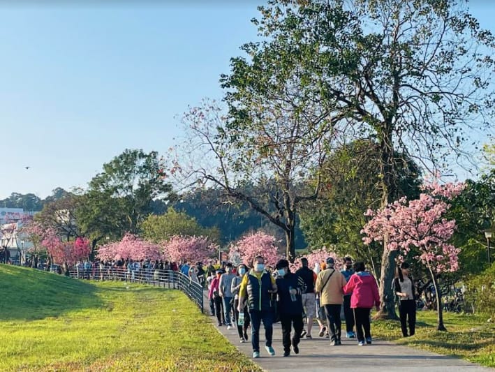 新北市新店區的陽光運動公園有數百株以上的櫻花，每年的1月至3月整片粉嫩的花海便會綻放迎接春日。 圖：新北市高灘處／提供