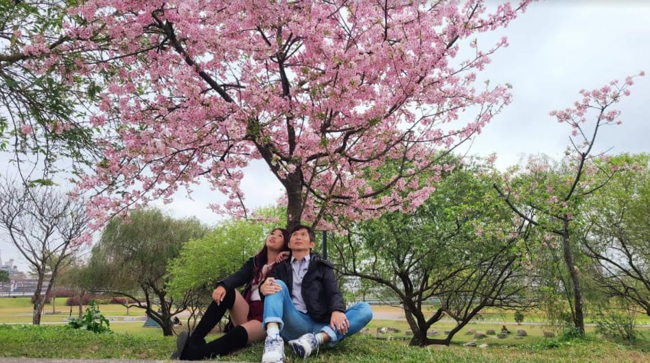 最近雖天氣回暖，但預計春節期間能開到7、8成，2月下旬則可望達到顛峰。 圖：新北市高灘處／提供