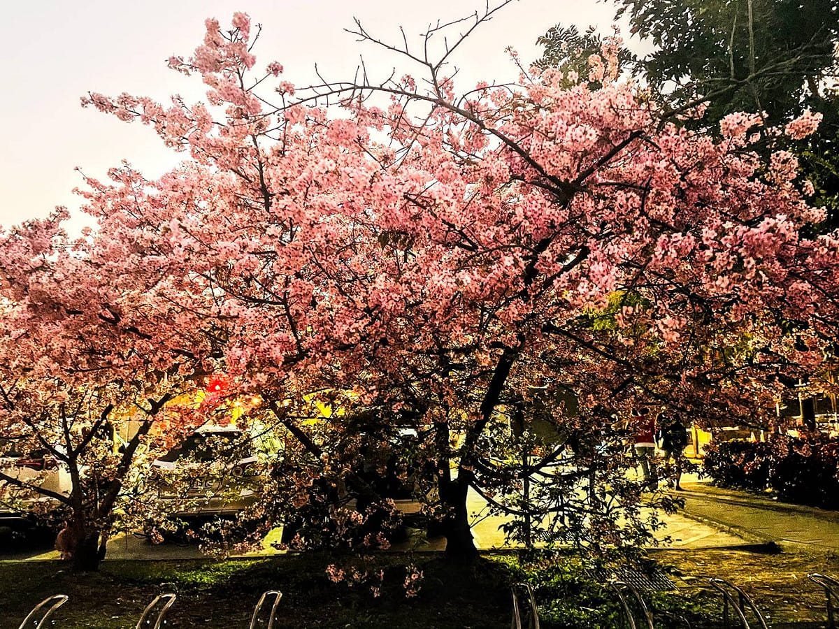 「櫻花王」今年盛開，吸引民眾搶拍。 圖：新北市高灘處／提供