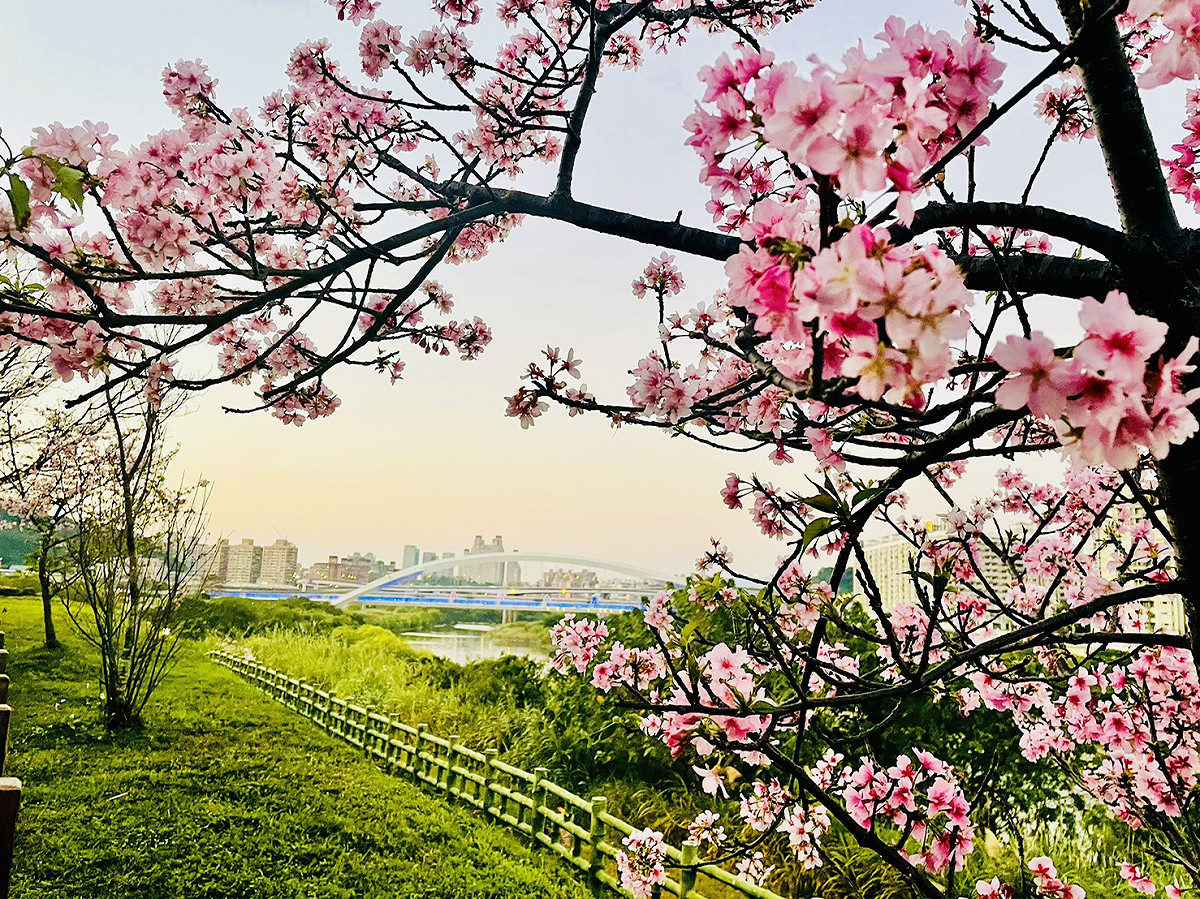 新店區陽光運動公園百株以上的河津櫻粉嫩綻放迎接春日。 圖：新北市高灘地工程管理處/提供