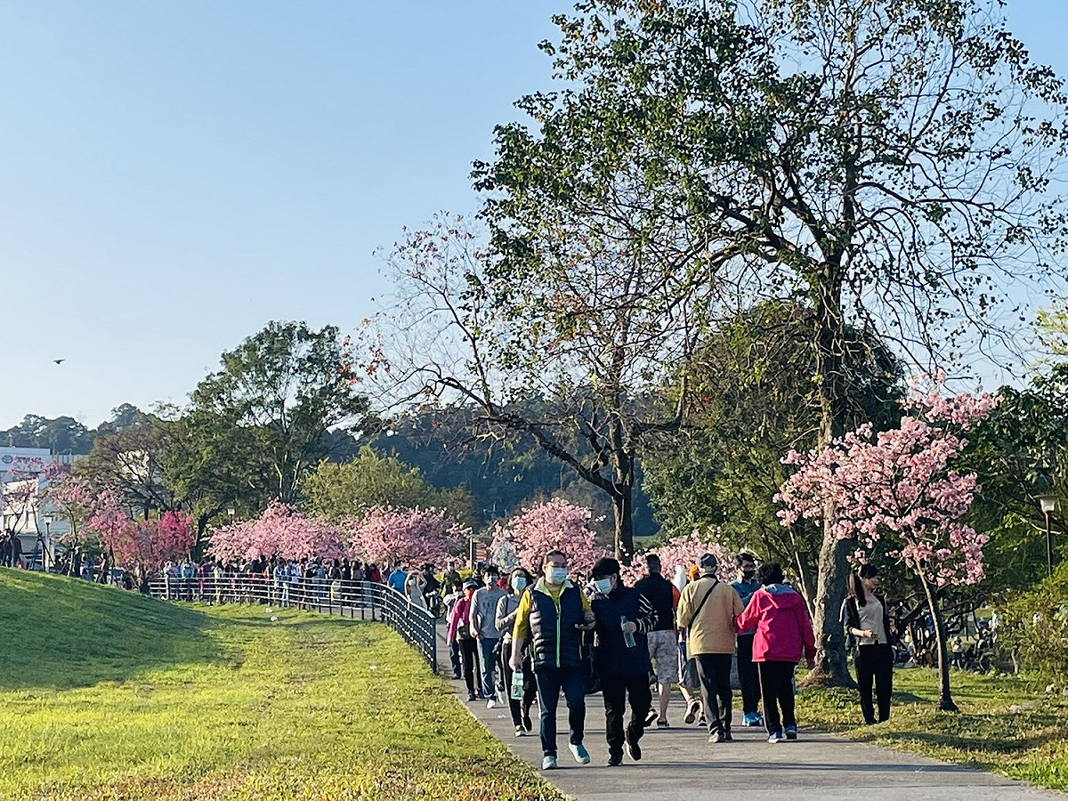 新店區陽光運動公園百株以上的河津櫻粉嫩綻放，是春節出遊好去處。 圖：新北市高灘地工程管理處/提供