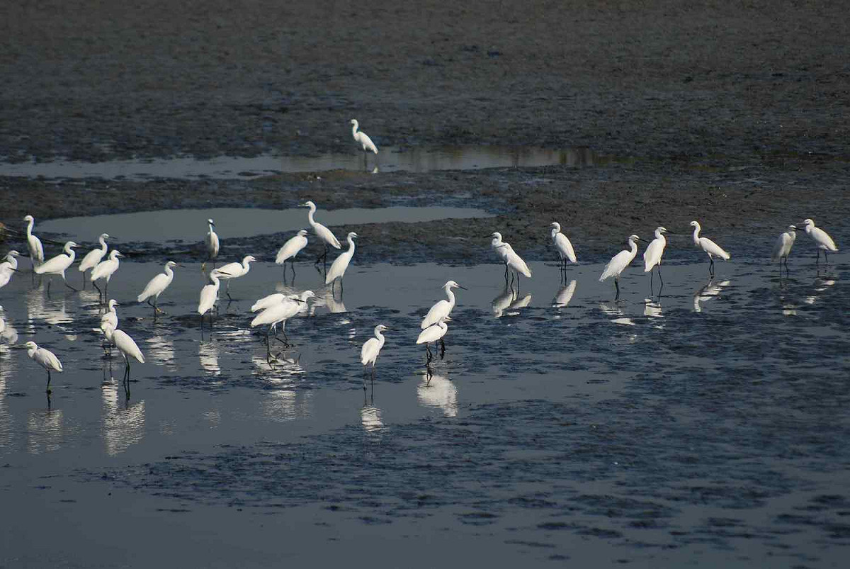 鰲鼓濕地是賞鳥的好地方。 圖：嘉義縣政府/提供