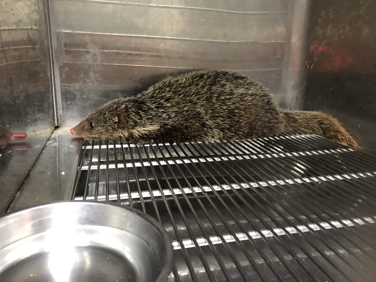被關住的食蟹獴。 圖：新北市動保處提供