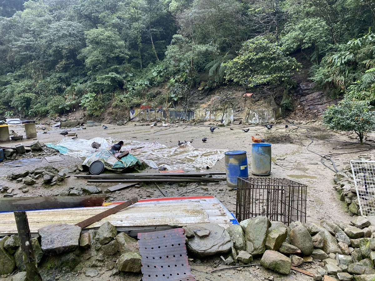 沈姓民眾在農地放養家禽。 圖：新北市動保處提供